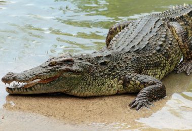 crocodile_africa