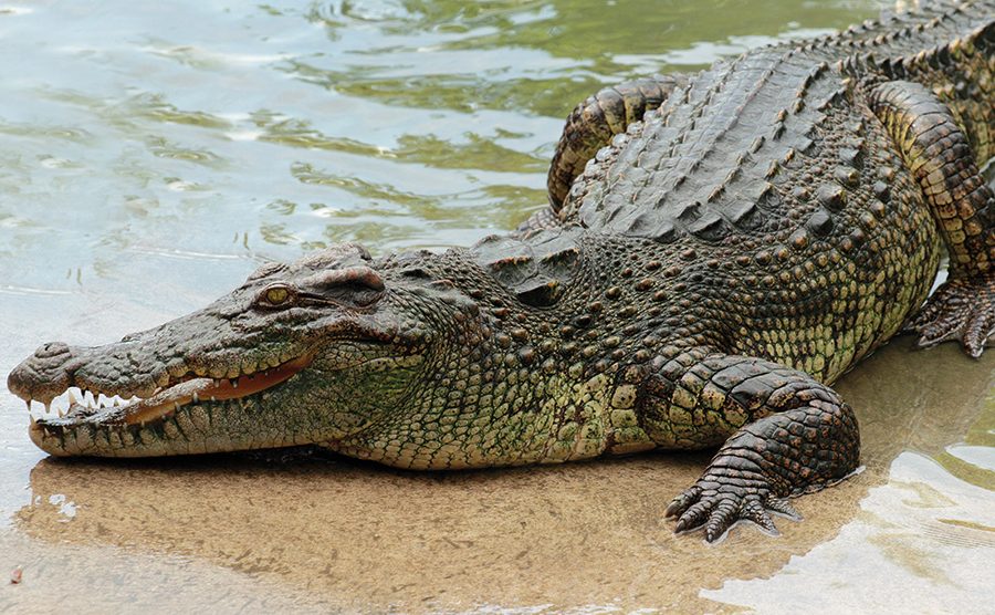 crocodile_africa